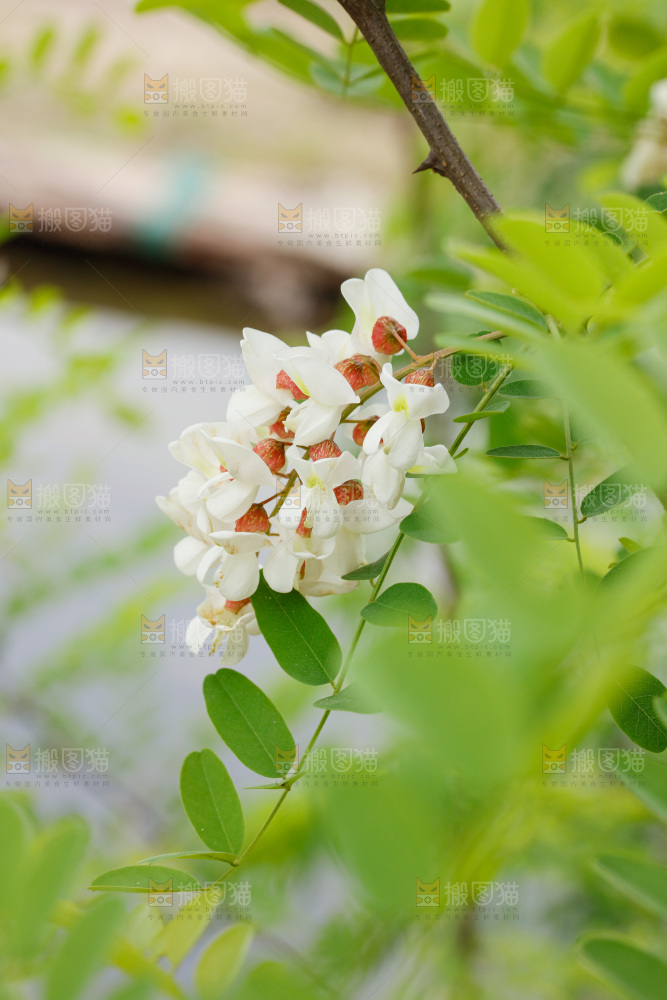 树上的新鲜槐花