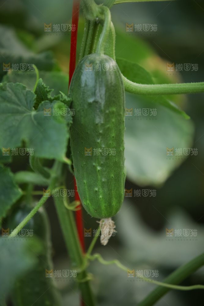 白玉黄瓜