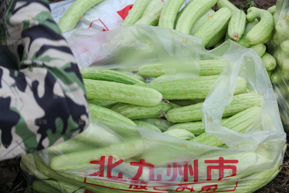 白玉黄瓜