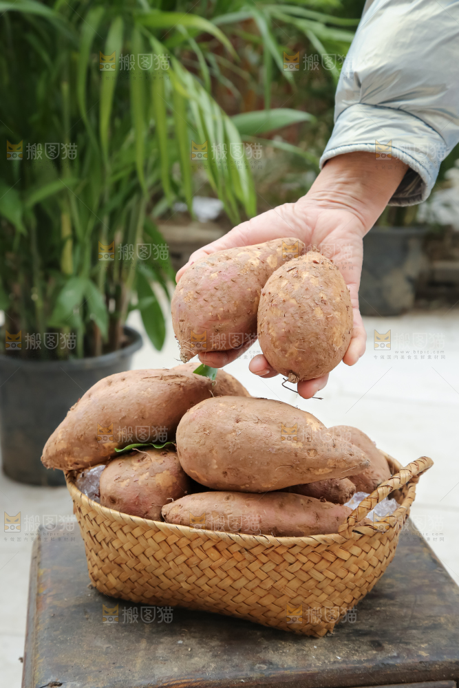 白心红薯