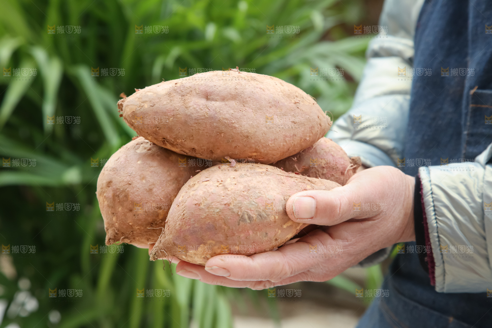 白心红薯