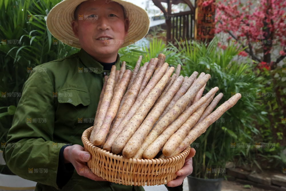 铁棍山药