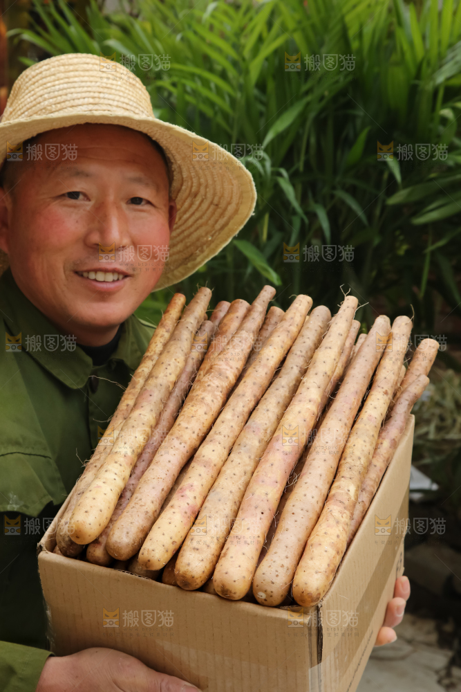 铁棍山药