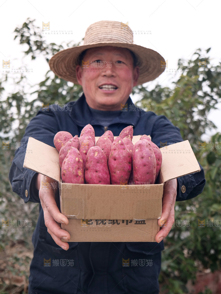 小香薯