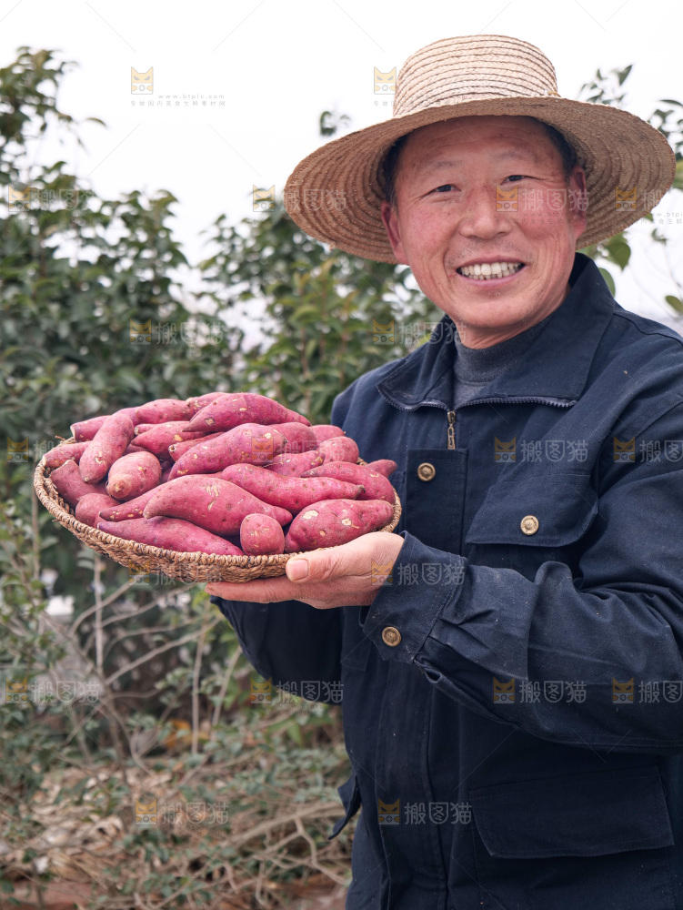 小香薯