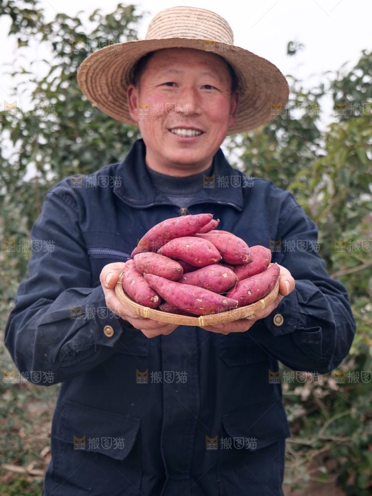 小香薯