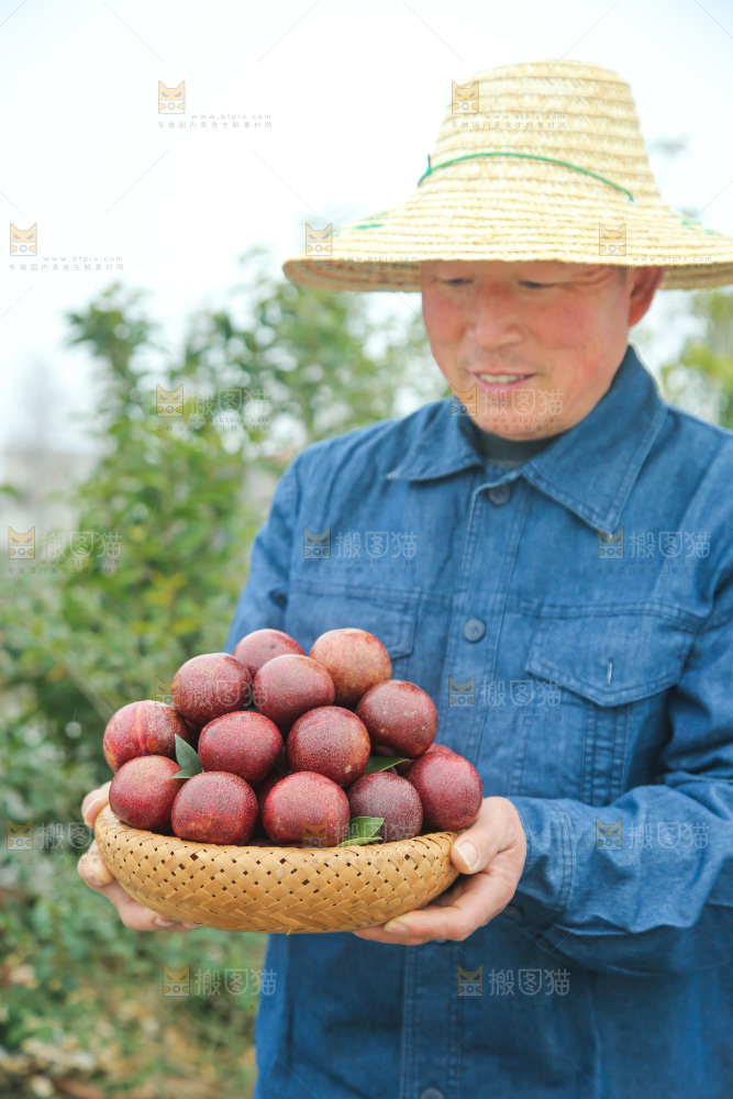 凤凰李
