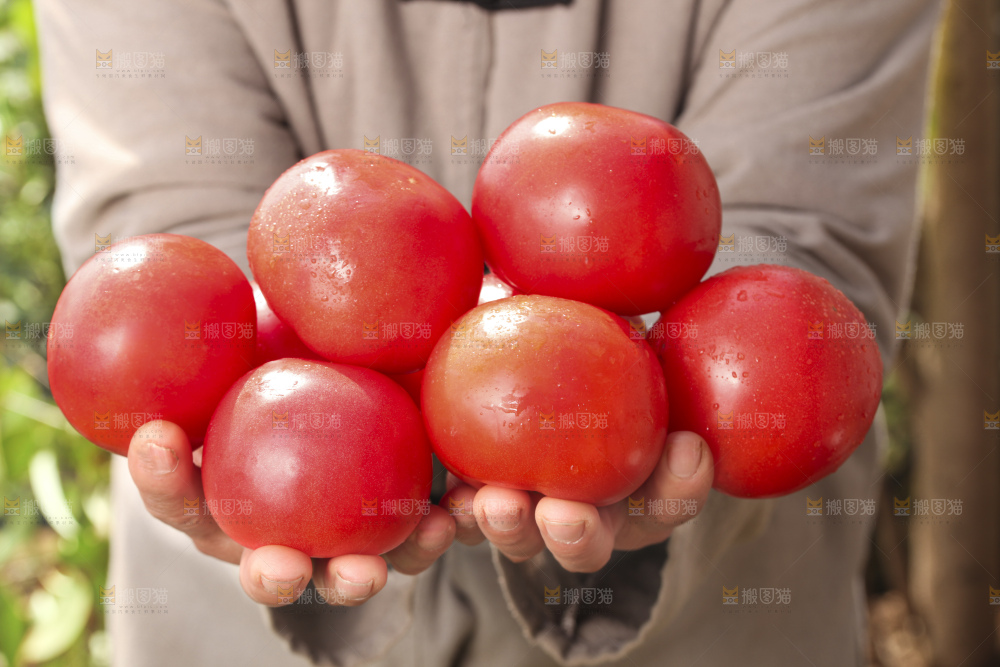 西红柿