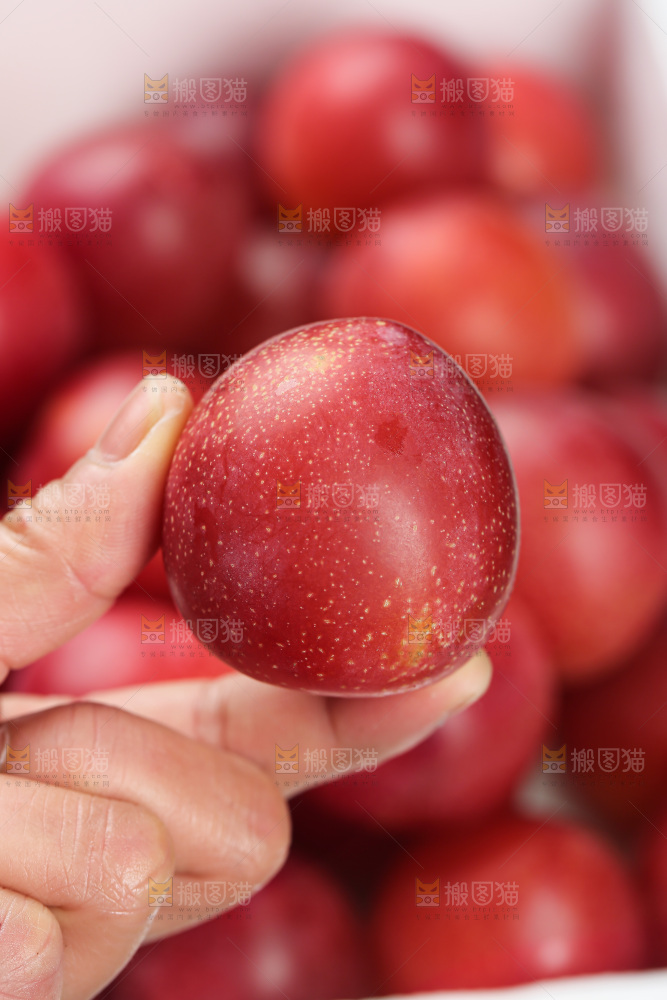 樱桃李