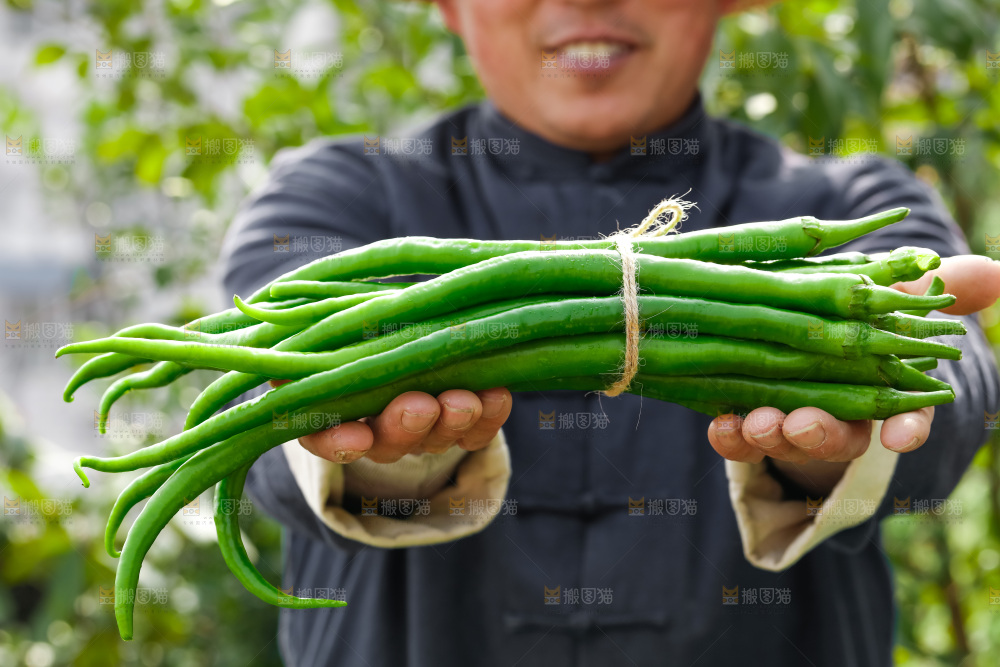 线椒