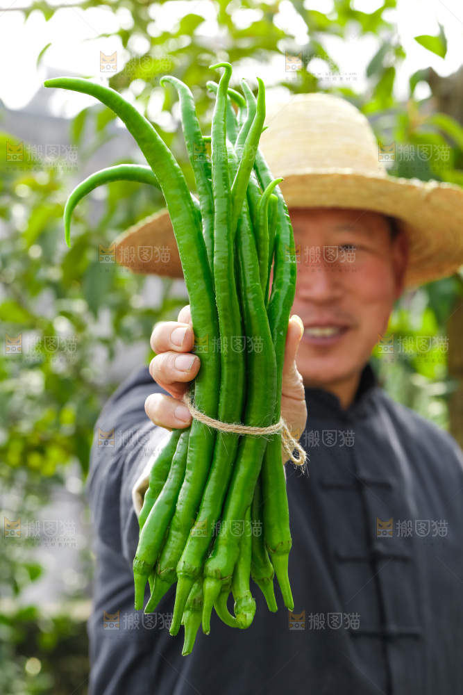 线椒