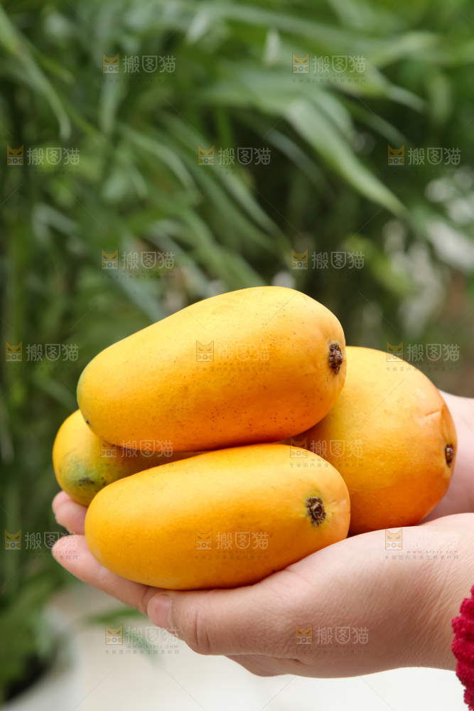 小台芒