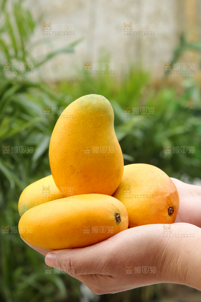 小台芒