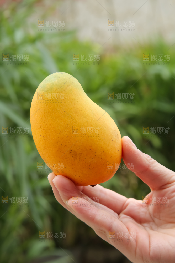 小台芒