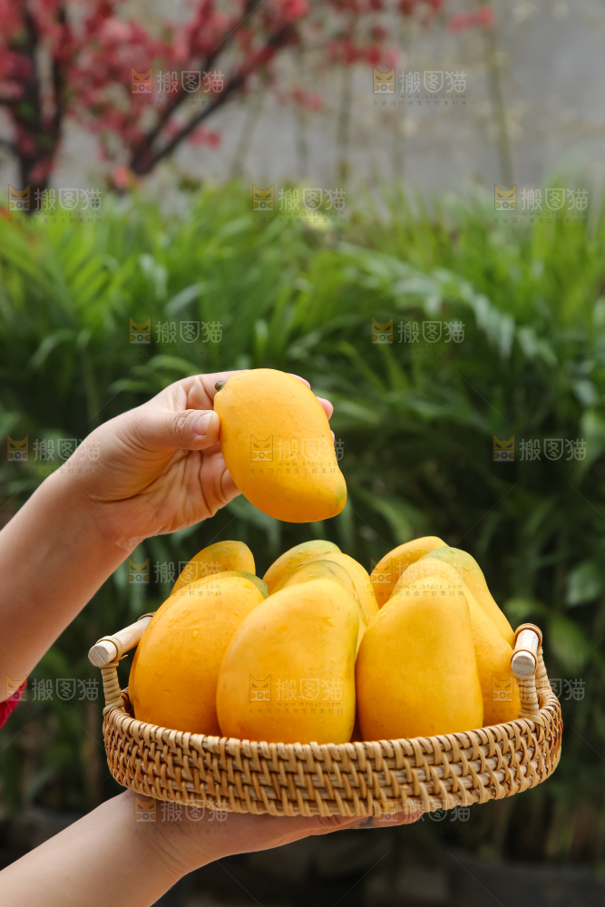小台芒