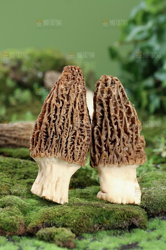 羊肚菌