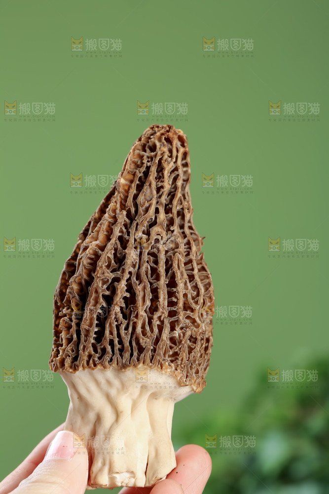 羊肚菌