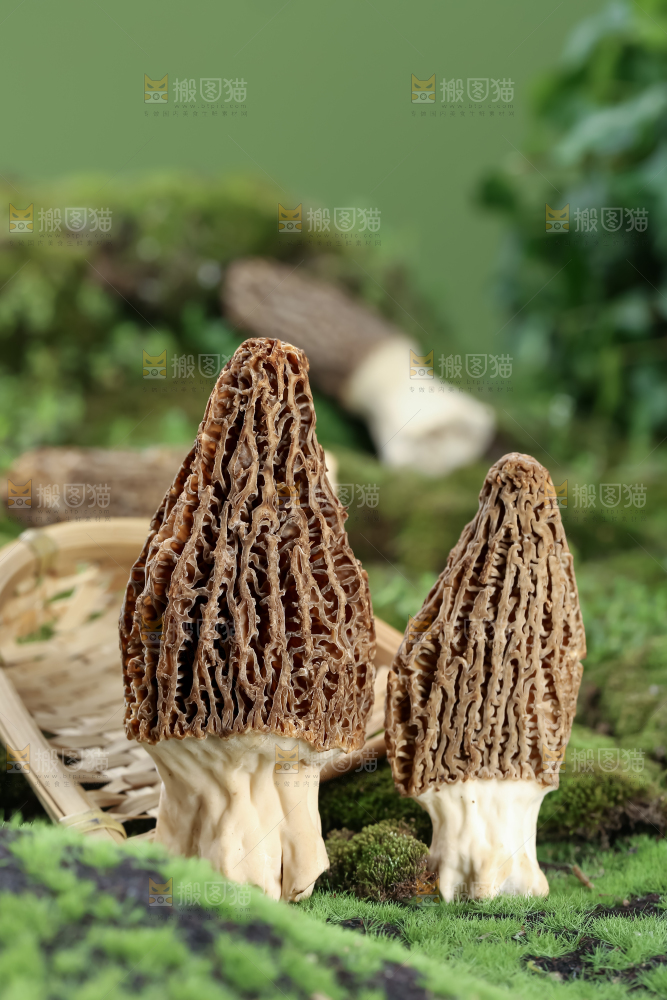 羊肚菌