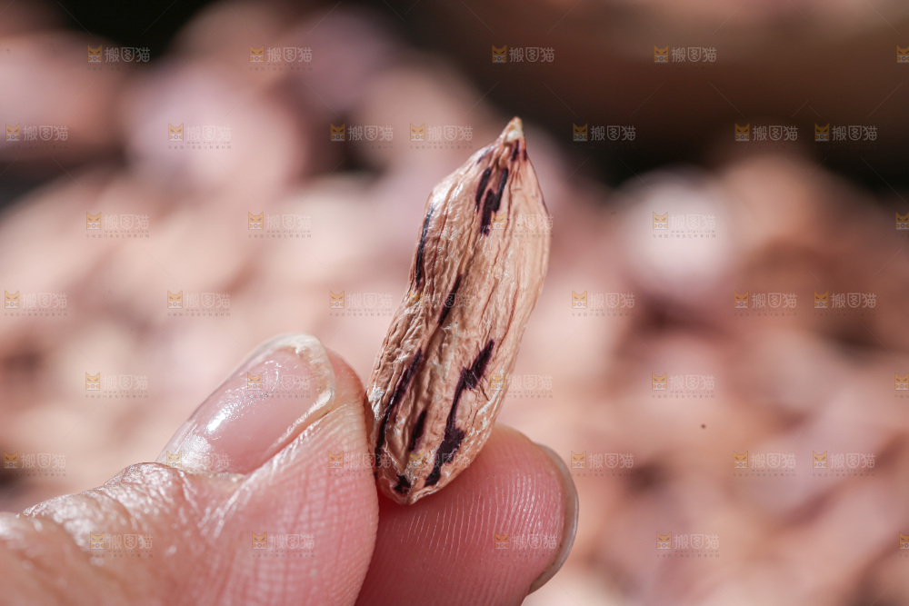 七彩瘪花生