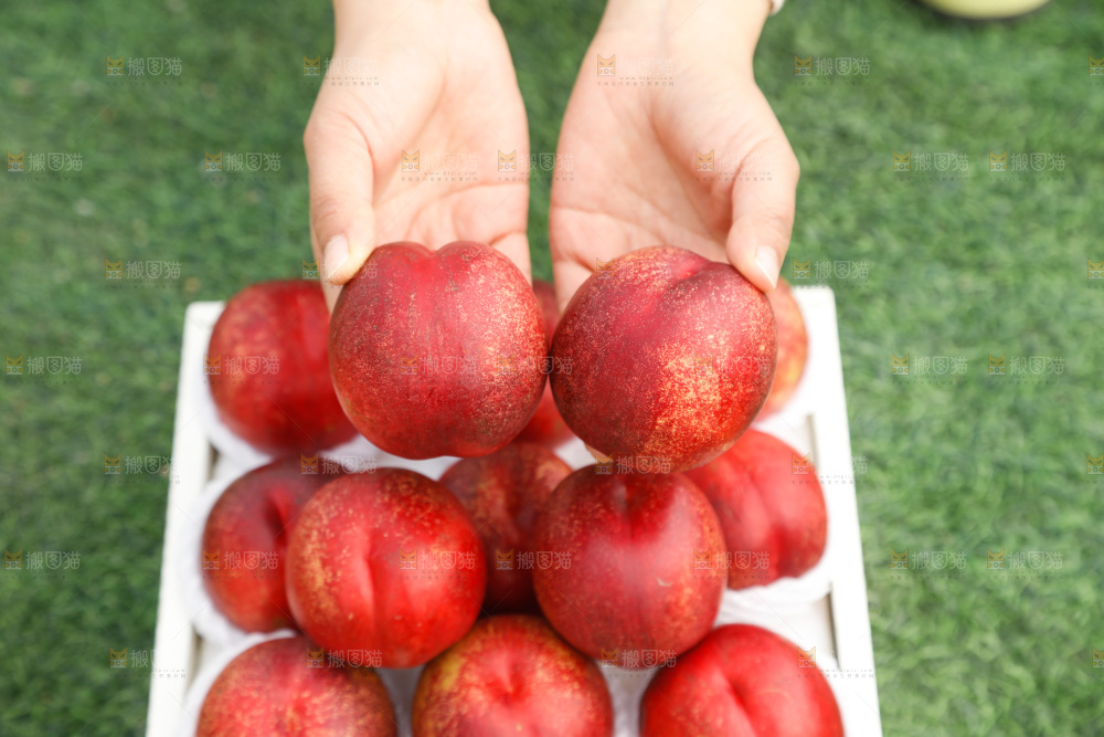 澳洲油桃