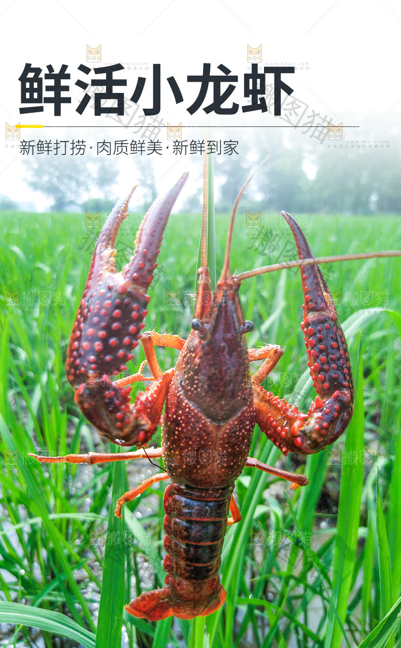 小龙虾详情页