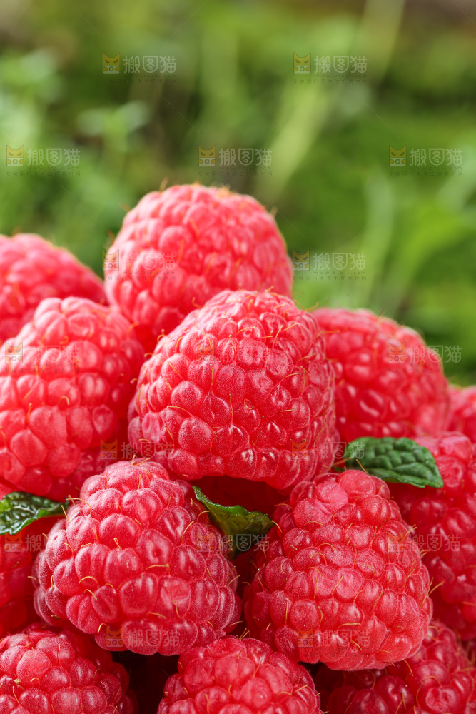 红树莓