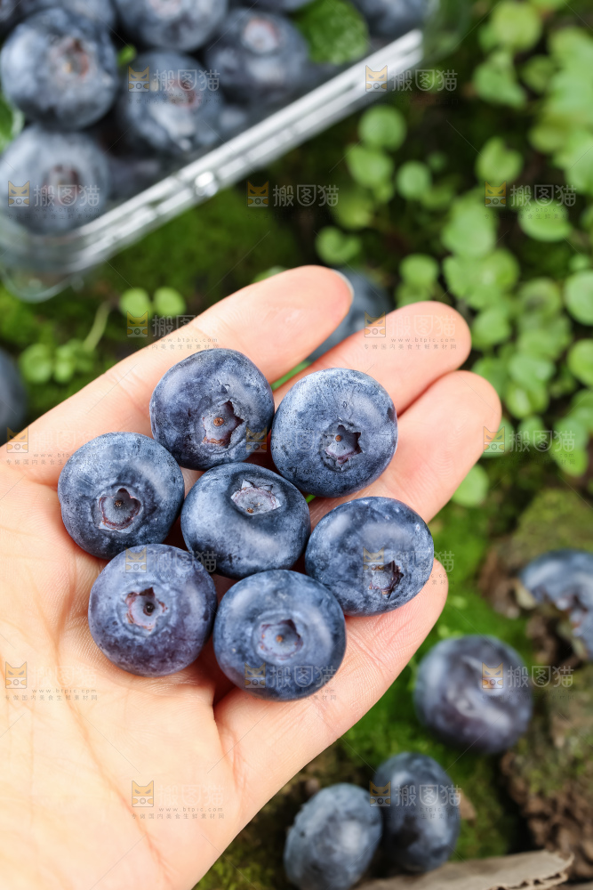 蓝莓