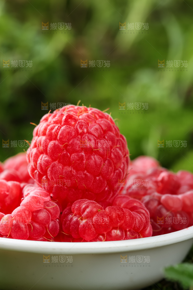 红树莓