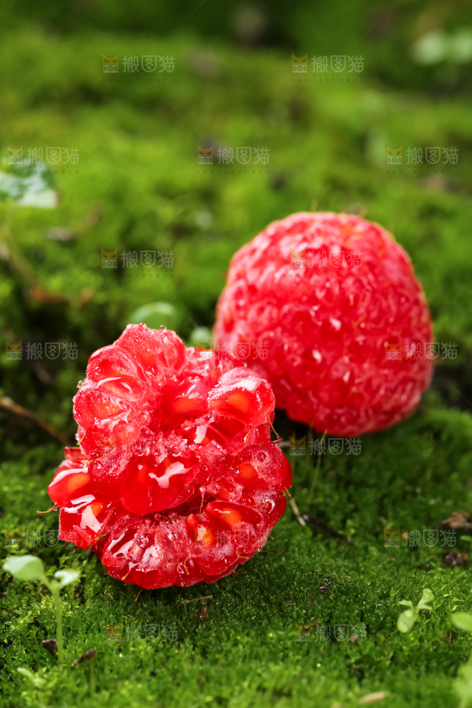 红树莓