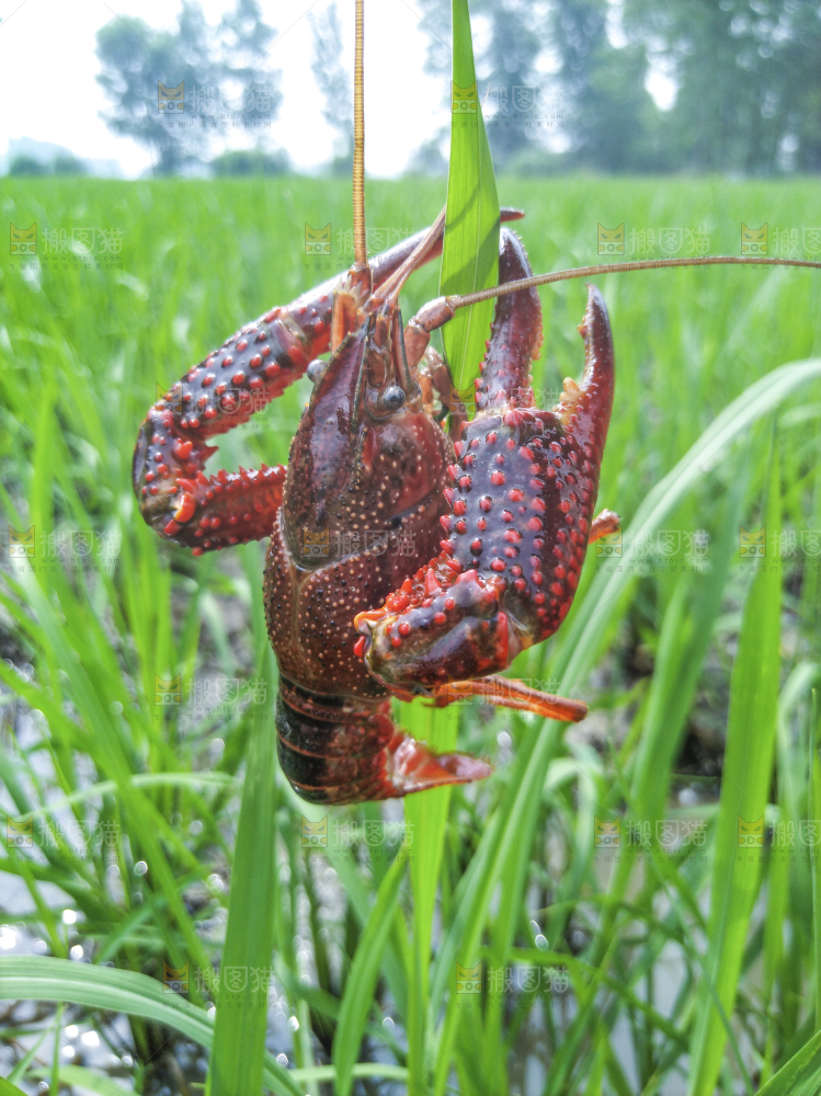 小龙虾