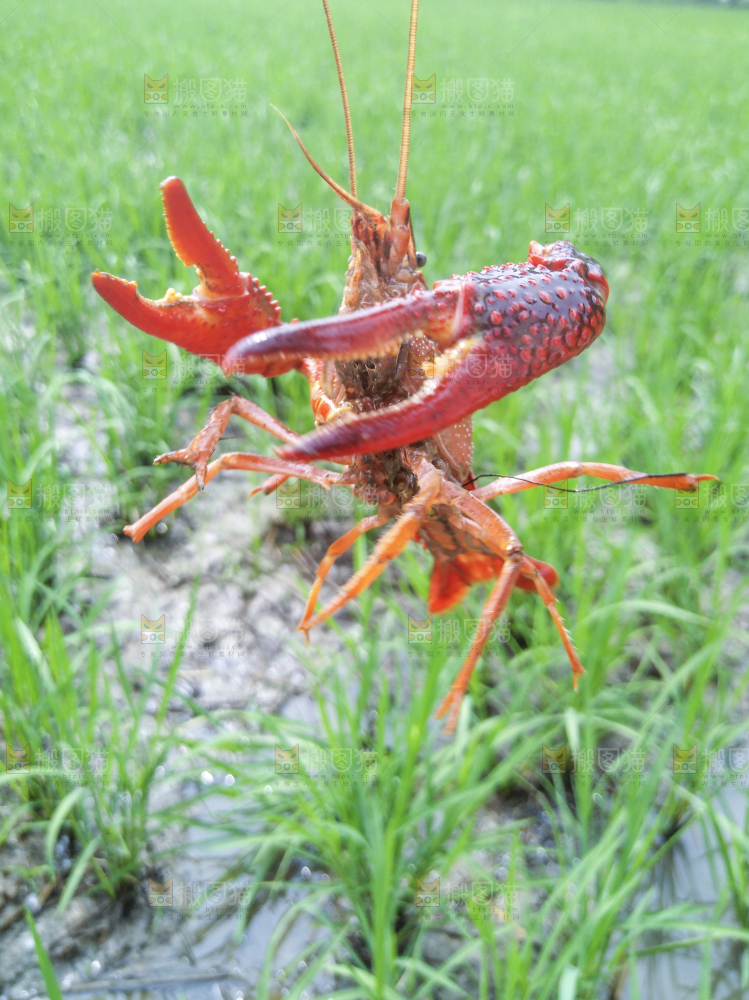小龙虾