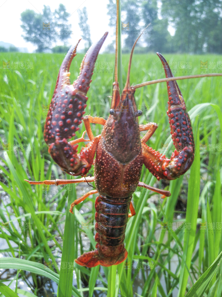 小龙虾