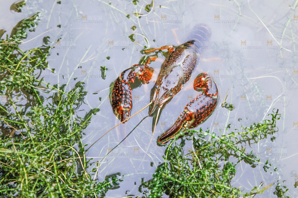 小龙虾