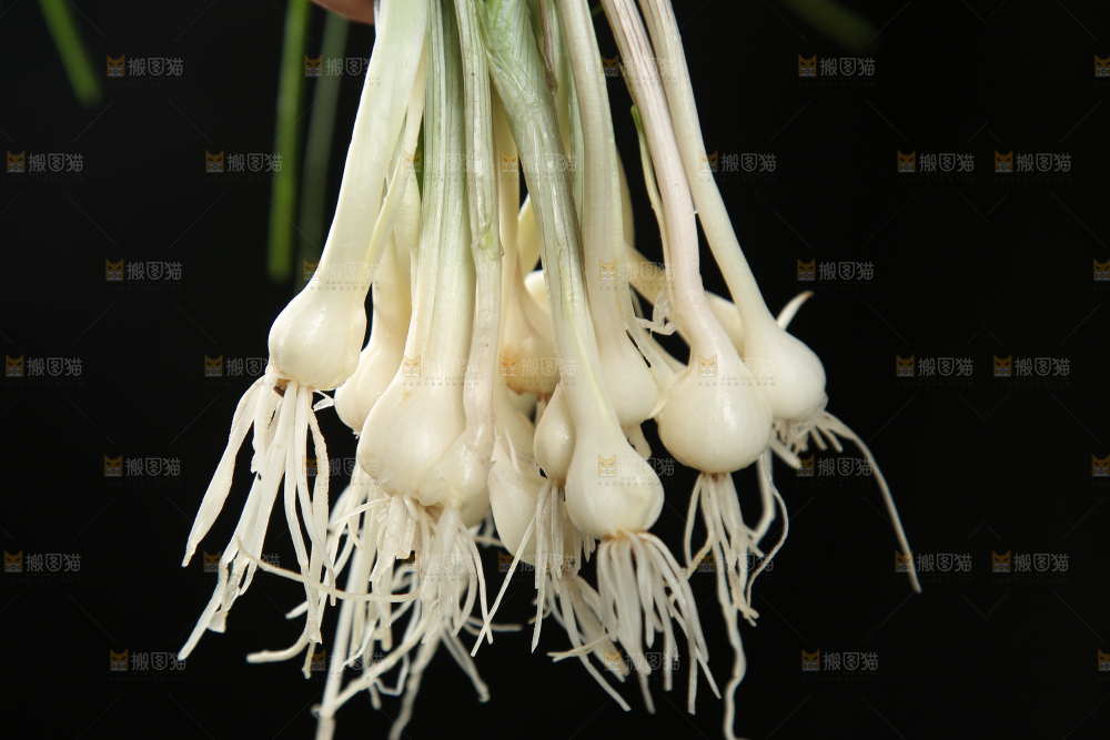 野葱