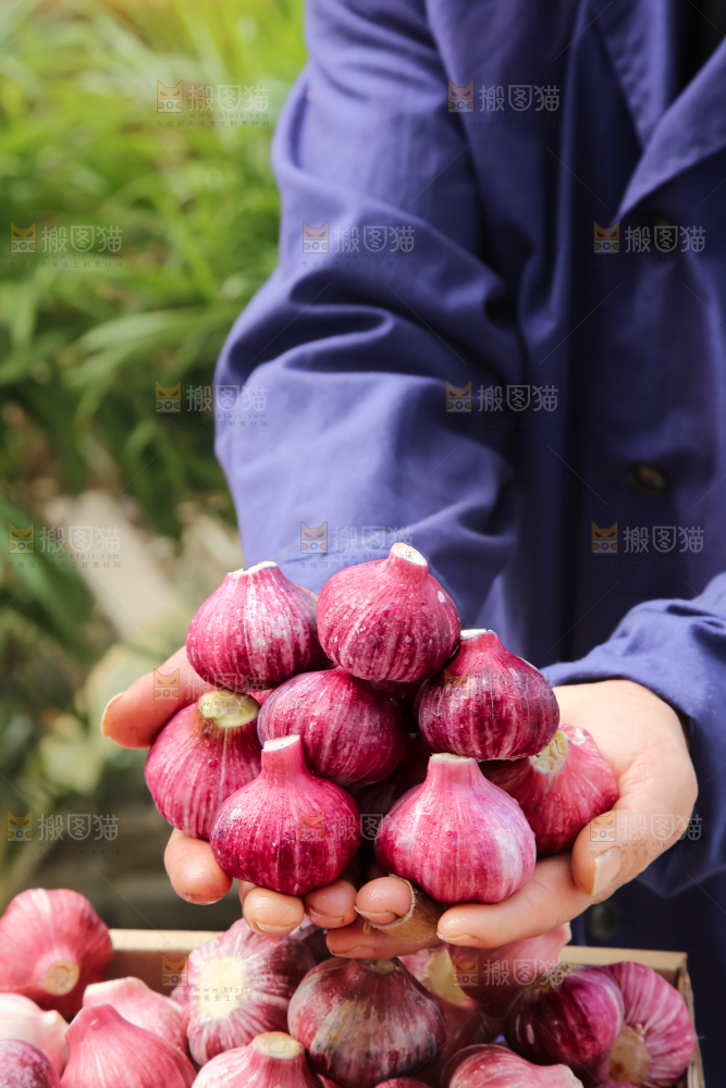紫皮大蒜