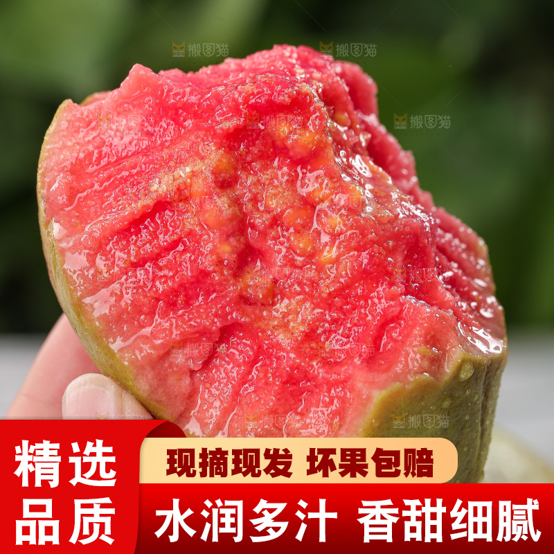 软心红芭乐