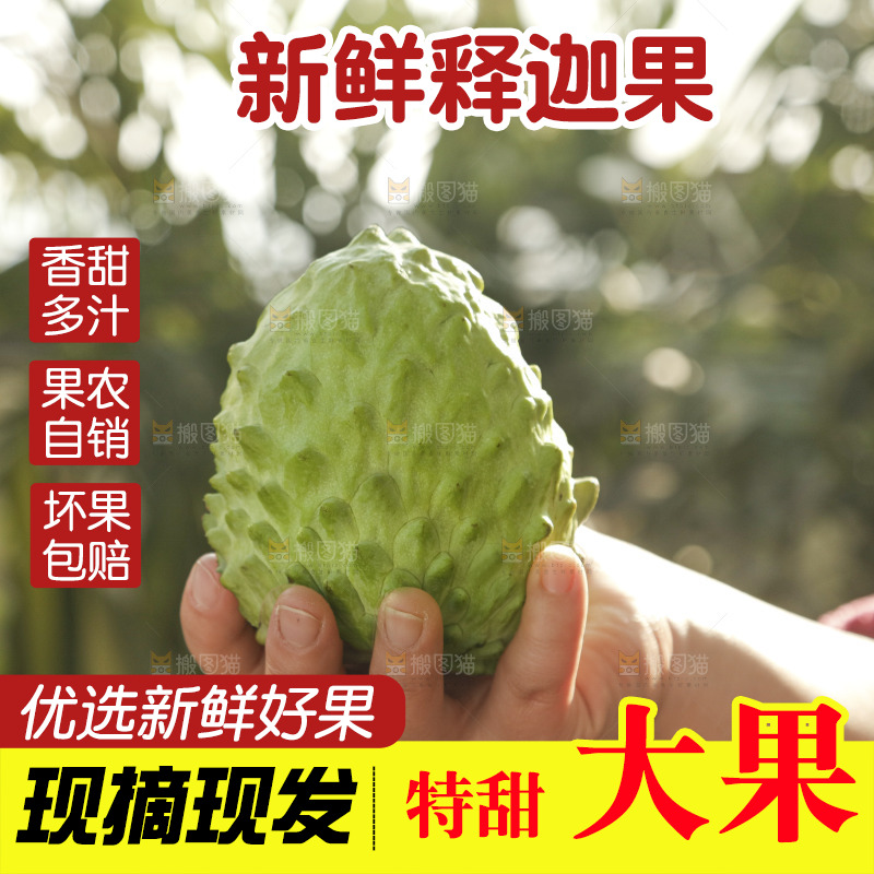 凤梨释迦果
