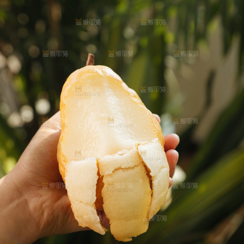 手里拿的丑梨