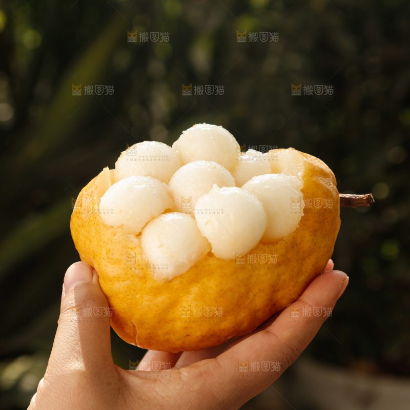 手里拿的丑梨
