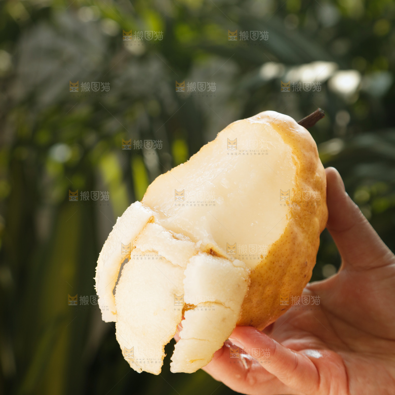手里拿的丑梨