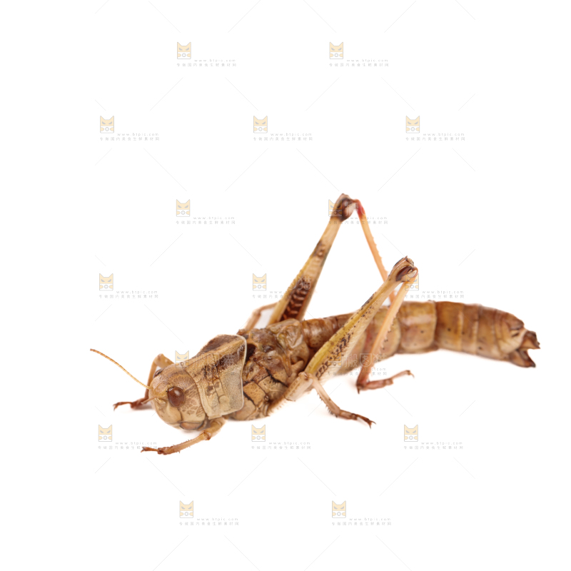 蚂蚱