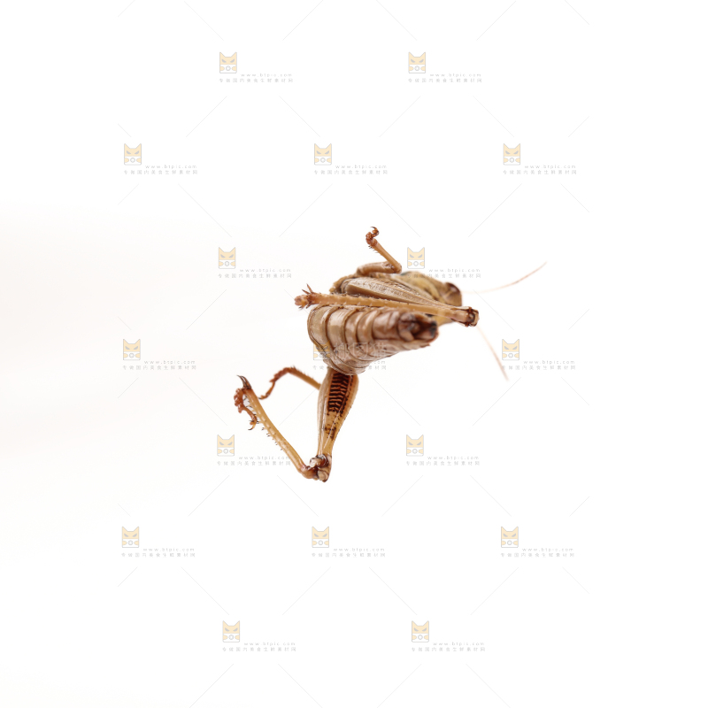蚂蚱