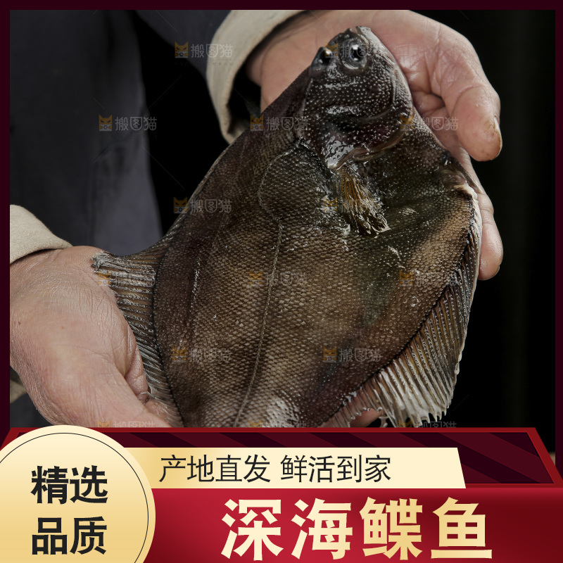 鲽鱼