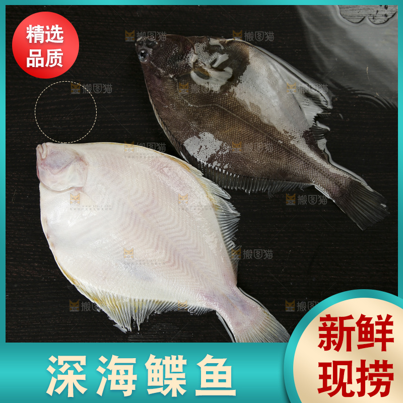 鲽鱼