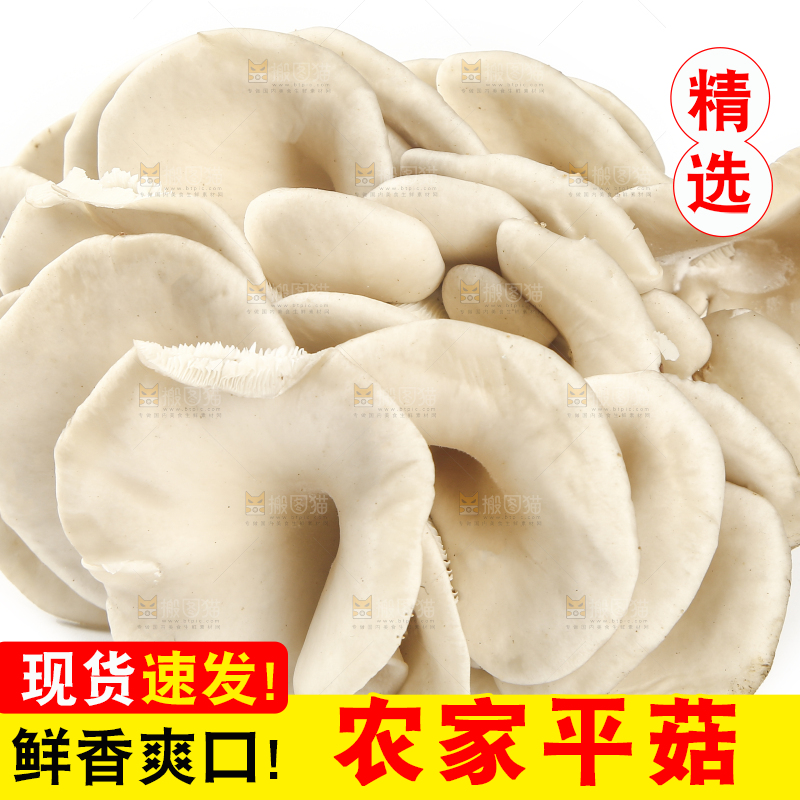 平菇