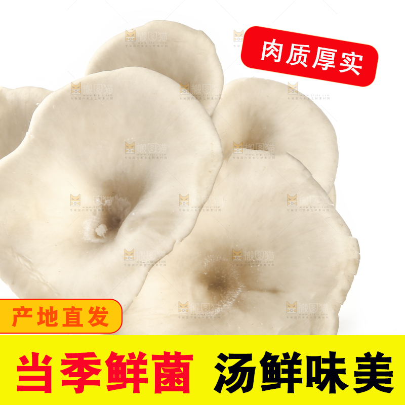 平菇