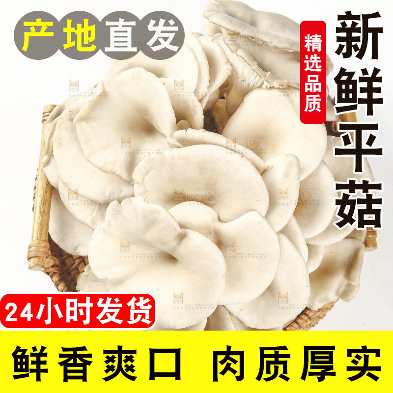 平菇