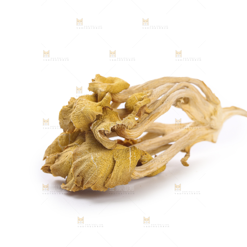 黄金菇