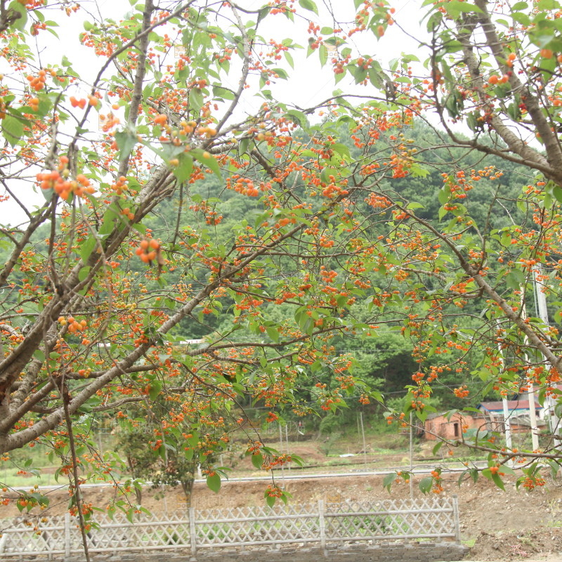 樱桃树