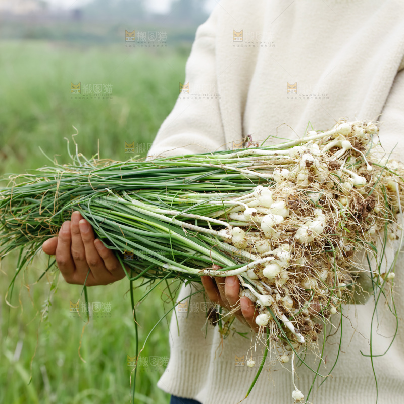 野葱